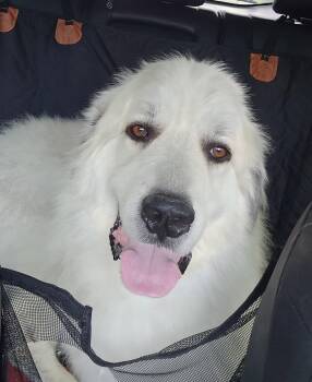 Jasper -  Great Pyrenees Dog for Adoption in Montello, Wisconsin - Jasper | PetCurious