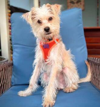 Marshall -  Terrier Dog for Adoption in Eugene, Oregon - Marshall | PetCurious