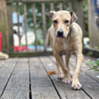 Rescue Terrier Dogs for Adoption in Parrish, Alabama - Dana | PetCurious