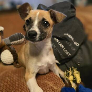 Donkey Hodie -  Chihuahua Dog for Adoption in Midlothian, Virginia - Donkey Hodie | PetCurious