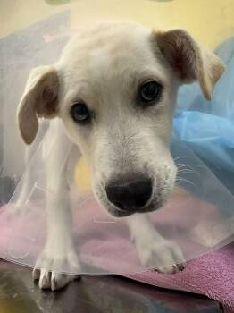 Eeyore -  Mixed Breed Dog for Adoption in Raleigh, North Carolina - Eeyore | PetCurious
