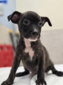 Zendaya -  Terrier and Mixed Breed Dog for Adoption in Honolulu, Hawaii - Zendaya | PetCurious