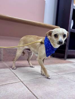 Chihuahua Dogs Available for Adoption - Nico | PetCurious
