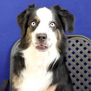 Rescue Australian Shepherd Dogs for Adoption in Midland, Texas - Sol | PetCurious