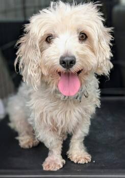 Maltipoo Dogs Available for Adoption in Baton Rouge, Louisiana - Queenie | PetCurious