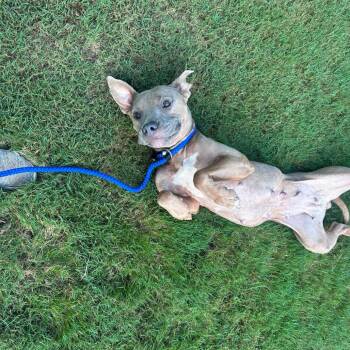 Diamond 4383 -  Mixed Breed Dog for Adoption in Columbus, Georgia - Diamond 4383 | PetCurious