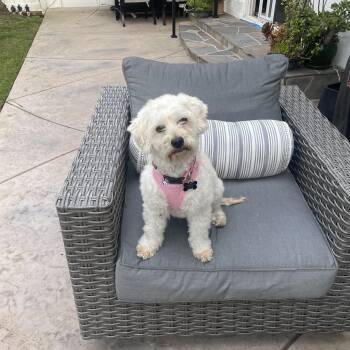Darling Darci -  Bichon Frise Dog for Adoption in Carlsbad, California - Darling Darci | PetCurious