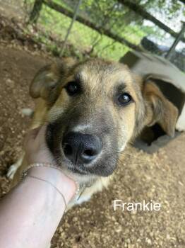 Great Pyrenees Dogs Available for Adoption in Welling, Oklahoma - Frankie | PetCurious