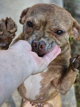 Boston Terrier and Chihuahua Dogs Available for Adoption - Calista CaliGrace | PetCurious