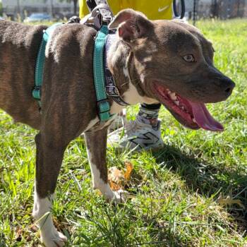 Cece -  Pit Bull Terrier Dog for Adoption in Des Moines, Iowa - Cece | PetCurious