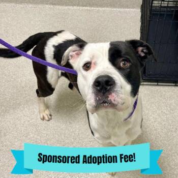 Boxer and Saint Bernard Dogs Available for Adoption - Bobby | PetCurious