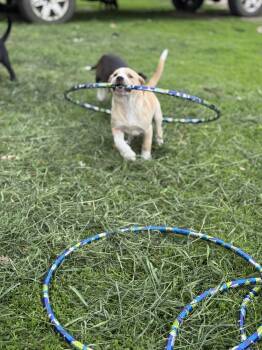 Rescue Mixed Breed Dogs for Adoption in Shell Lake, Wisconsin - Cream Of Tartar | PetCurious