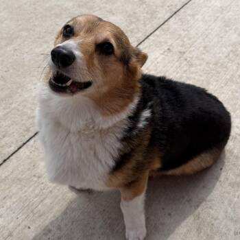 Jax -  Corgi Dog for Adoption in Spencer, Iowa - Jax | PetCurious
