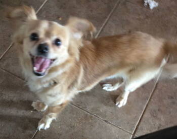 Rescue Papillon Dogs for Adoption in San Antonio, Texas - Jerry | PetCurious