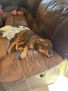 German Shepherd Dog and Labrador Retriever Dogs Available for Adoption - Puddle | PetCurious