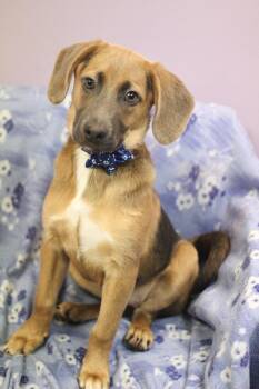 Beagle Dogs Available for Adoption in Manchester, New Hampshire - Faline In NH! Come Meet Our Adoptable Dogs Wednesday-Saturday. M | PetCurious