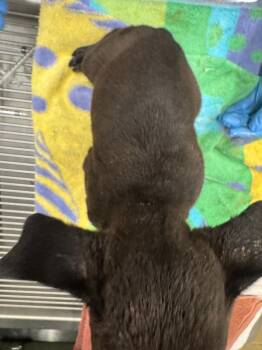 Ares -  Mixed Breed Dog Available for Adoption in Douglasville, Georgia - Ares | PetCurious