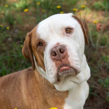 American Bulldog Dogs Available for Adoption in Aiken, South Carolina - Lola 55924 | PetCurious