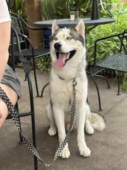 KEVIN -  Mixed Breed Dog for Adoption in Dallas, Texas - KEVIN | PetCurious