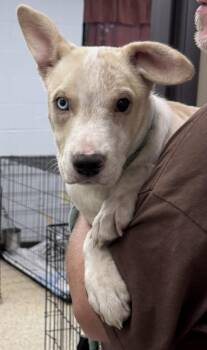 Nugget -  Husky and Labrador Retriever Dog for Adoption in Saint Clairsville, Ohio - Nugget | PetCurious