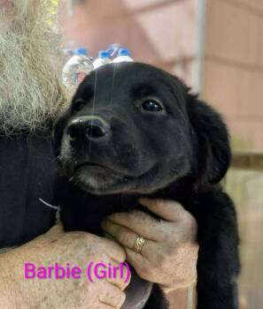 LLP Nina : Barbie -  Beagle and Golden Retriever Dog for Adoption in Aurora, Indiana - LLP Nina : Barbie | PetCurious