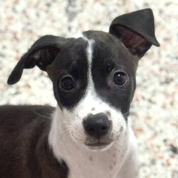 Rescue Pointer and Mixed Breed Dogs for Adoption in Miami, Florida - Puppy Matilda | PetCurious