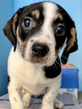 Ziga -  Dachshund and Mixed Breed Dog for Adoption in St. Augustine, Florida - Ziga | PetCurious