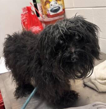 ARHTUR -  Maltese and Poodle Dog for Adoption - ARHTUR | PetCurious