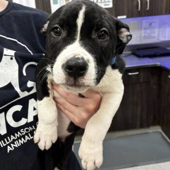 Pepsi -  Mixed Breed Dog for Adoption in Franklin, Tennessee - Pepsi | PetCurious