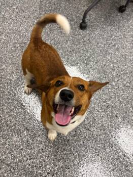 Corgi and Jack Russell Terrier Dogs Available for Adoption - Leo | PetCurious