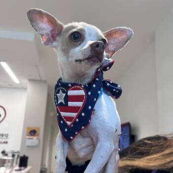 Chihuahua Dogs Available for Adoption in Clearwater, Florida - Milo | PetCurious