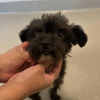 Mateo -  Terrier Dog for Adoption in Los Angeles, California - Mateo | PetCurious