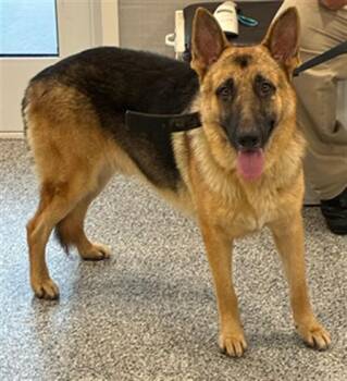A138516 -  German Shepherd Dog Dog for Adoption in Palmetto, Florida - A138516 | PetCurious