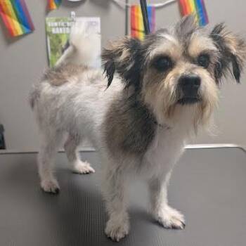 MOOSE -  Terrier Dog for Adoption in Las Vegas, Nevada - MOOSE | PetCurious