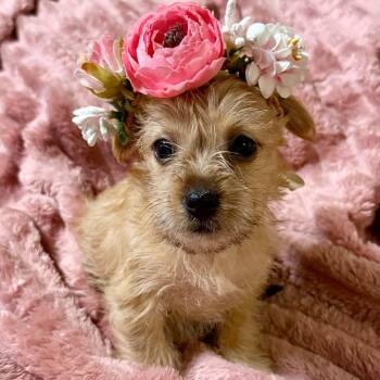 Gracie -  Terrier Dog for Adoption in Fort Worth, Texas - Gracie | PetCurious