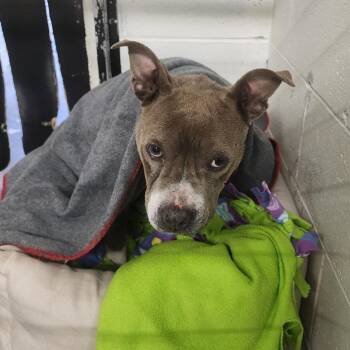 Pit Bull Terrier Dogs Available for Adoption in Evensville, Tennessee - Taffy | PetCurious