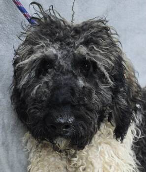 Buttercup -  Sheepadoodle Dog for Adoption in Newport, Tennessee - Buttercup | PetCurious