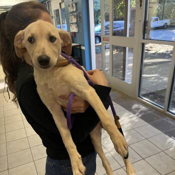 10/19/2026-Stray-ForrestRoad -  Mixed Breed Dog for Adoption in Columbus, Georgia - 10/19/2026-Stray-ForrestRoad | PetCurious