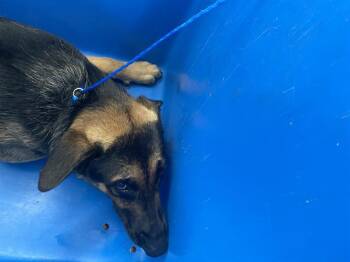 Mixed Breed Dogs Available for Adoption in Dallas, Texas - CHANCE | PetCurious