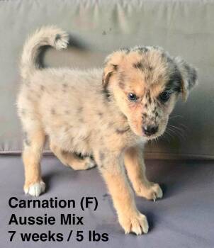 CARNATION -  Australian Shepherd Dog for Adoption in Pomfret, Connecticut - CARNATION | PetCurious