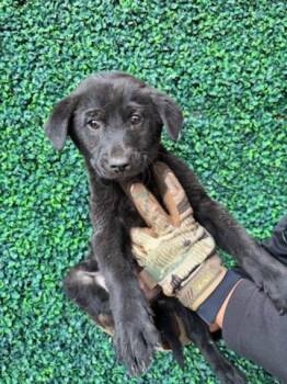 Shepherd and Mixed Breed Dogs Available for Adoption in El Paso, Texas - Turtle* | PetCurious