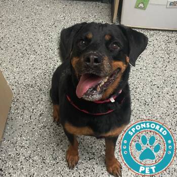 Juno -  Rottweiler Dog for Adoption in Lakeland, Florida - Juno | PetCurious