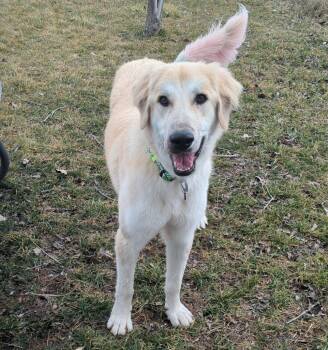Great Pyrenees Dogs Available for Adoption - Summer | PetCurious