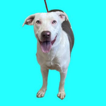 Rescue Great Dane and Weimaraner Dogs for Adoption in Tuscaloosa, Alabama - Bella | PetCurious