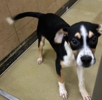 Chicharito -  Mixed Breed Dog for Adoption in West Chester, Pennsylvania - Chicharito | PetCurious