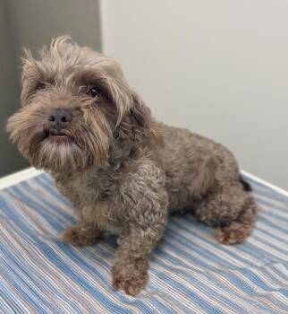 Madison-2yo 13lb shy girl! -  Shih Tzu and Poodle Dog for Adoption in Fort Myers, Florida - Madison-2yo 13lb Shy Girl! | PetCurious