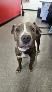 Mixed Breed Dogs Available for Adoption - Morty | PetCurious