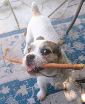 Parson Russell Terrier and Jack Russell Terrier Dogs Available for Adoption in Tracy, California - Romeo | PetCurious