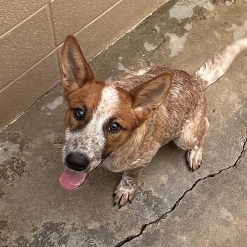 Buzz -  Cattle Dog Dog for Adoption in Ojai, California - Buzz | PetCurious