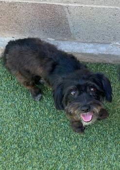 MISSY -  Miniature Schnauzer and Poodle Dog for Adoption in Branford, Connecticut - MISSY | PetCurious
